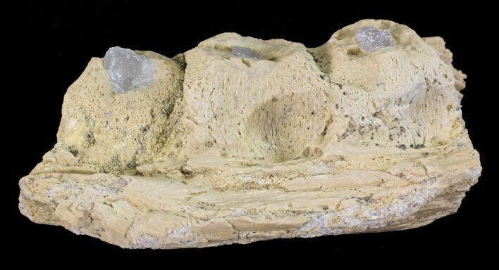 Mosasaur (Platecarpus) Jaw Section - Kansas #60667